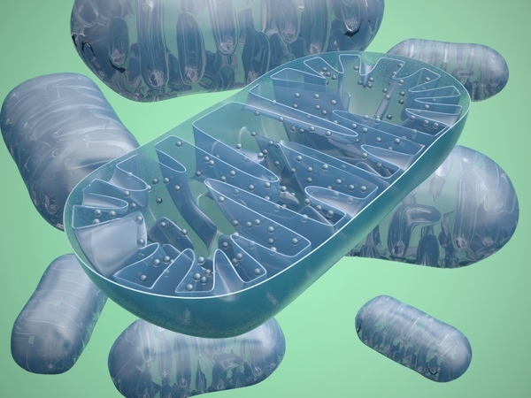 De 'mitochondriën' dienen als de energiecentrales van cellen, maar gedurende dit proces produceren zij tevens veel stressvolle moleculen.  