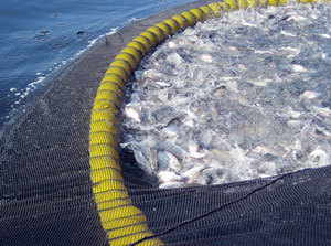 Een groot net zal veel vis vangen, maar het is een hele klus om ze te verwerken en er is een risico op ongewenste vissen. 'Ontdekkings-gestuurd' onderzoek is vergelijkbaar - het genereert veel data die heel zorgvuldig geanalyseerd moeten worden om misleidende conclusies te voorkomen.   