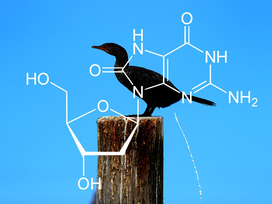 De chemische structuur van 8-hydroxy-deoxy-guanosine. Het wordt geproduceerd als DNA is beschadigd en is genoemd naar vogelpoep.  