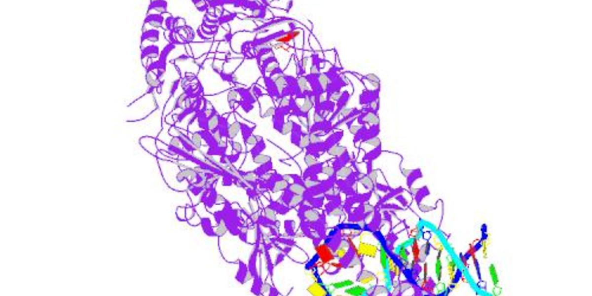DNA reparatie eiwit wijzigt stabiliteit van lange CAG herhalingen in het Gen van de ziekte van Huntington (ZvH) 