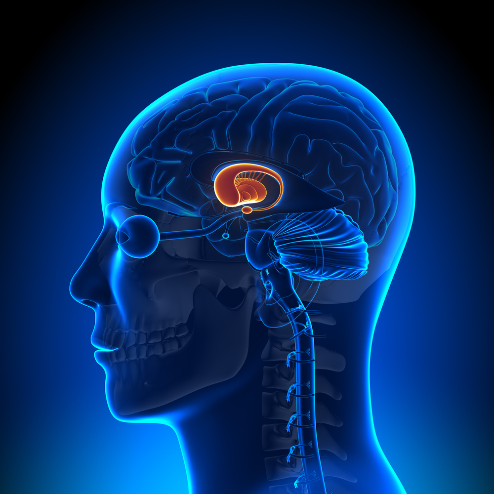 Deze studie onderzocht het relatieve gewicht van de ZvH op de gerimpelde oppervlakte van de hersenen (de cortex) en de basale kernen, hier in oranje getoond.  