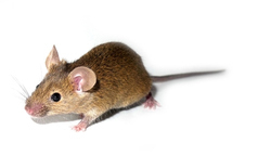 Een muis studie toonde aan dat verschillende doseringen van Memantine verschillende effecten hebben.  