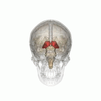 De thalamus (in rood) ligt diep in het centrum van de hersenen en fungeert als een relaisstation voor berichten tussen hersendelen onderling.  