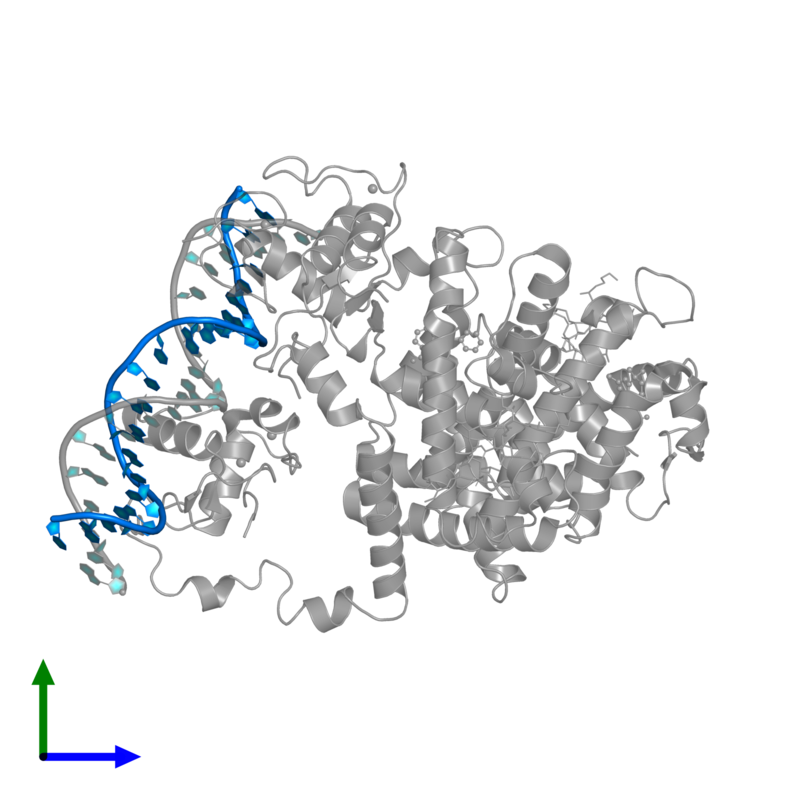 In de kern van cellen binden moleculen zoals PPAR (in grijs) zich direct aan DNA (blauw), waarbij ze cellen helpen reguleren welke genen op een bepaald moment worden gebruikt.  