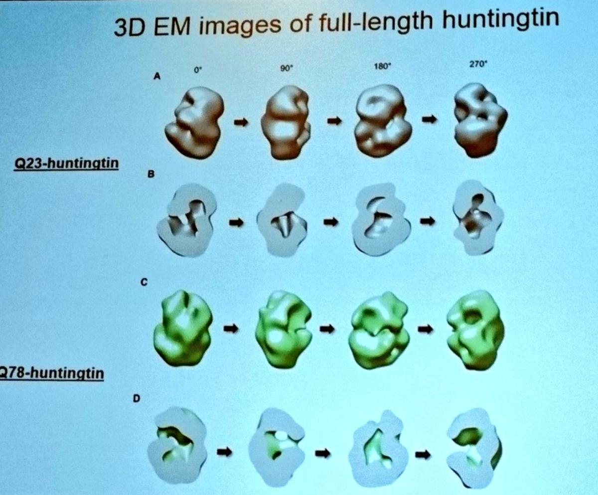 Ihn Sik Seong toonde deze fascinerende beelden van de ruwe vorm van het normale en mutant huntingtine-eiwit - de oorzaak van de ZvH  