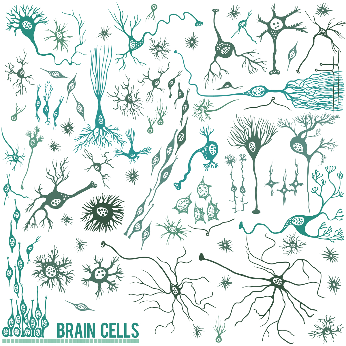 Hersencellen: er zijn veel verschillende celtypen in de hersenen; neuronen zijn er slechts één. Maar neuronen zijn toevallig wel een bijzonder kwetsbaar celtype bij de ZvH.   