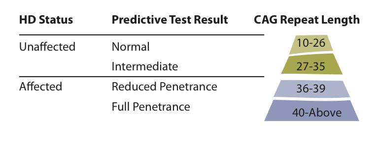 Een tabel die de verschillende mogelijke resultaten van een voorspellende ZvH-gentest samenvat. 