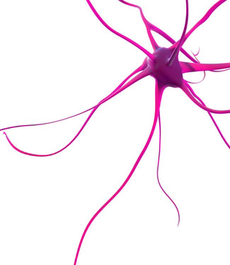 Neuronen zijn speciale hersencellen die afsterven in neurodegeneratieve aandoeningen. Finkbeiners onderzoek onthult dat er verschillen bestaan in de recyclage efficiëntie van neuronen uit verschillende delen van de hersenen.