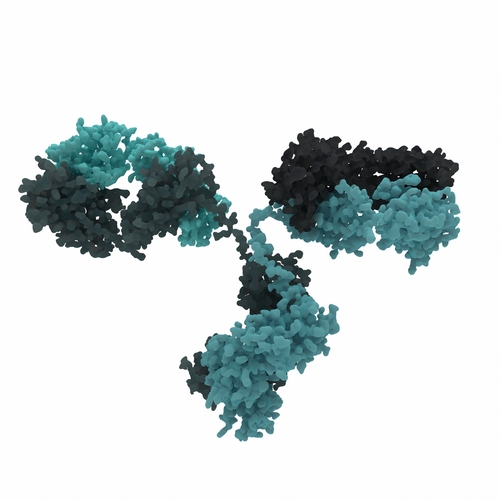 Antilichamen zijn gespecialiseerde eiwitten die geproduceerd worden door het immuunsysteem om unieke kenmerken van een vreemd doelwit, zoals een bacterie of een virus, te herkennen.