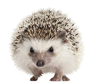 Overal stekels... De transcriptiefactor 'Sonic Hedgehog' zorgde ervoor dat stamcellen zich tot medium stekelige neuronen ontwikkelden