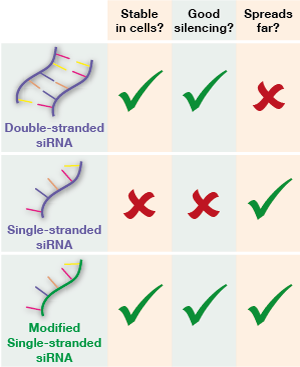 Enkel-streng siRNA medicijnen kunnen de uitschakelingskracht van dubbel-streng RNA combineren met de mogelijkheden van enkel-streng moleculen, om zich door het gehele brein te verspreiden.