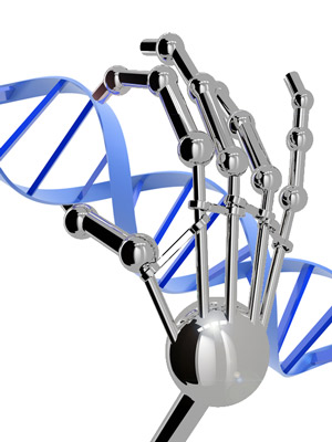 Zinkvingers kunnen worden ontworpen om zich aan elke DNA-volgorde vast te plakken. Ze zien er niet echt uit als een robot hand, natuurlijk....