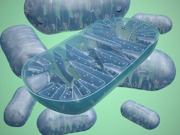Bijna elke cel in ons lichaam is uitgerust met energiefabriekjes, de 'mitochondria'.Coenzyme Q10 helpt mitochondria om energie te maken.