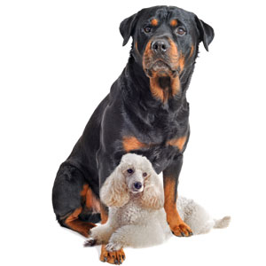 DNA/RNA-bindende eiwitten dienen om ons DNA te beschermen, maar het kan misgaan zoals ook een waakhond problemen kan veroorzaken. Onderzoekers bestudeerden deze eiwitten door het genetisch vervangen van de 'waakhond' met een meer 'tamme' versie van het eiwit.