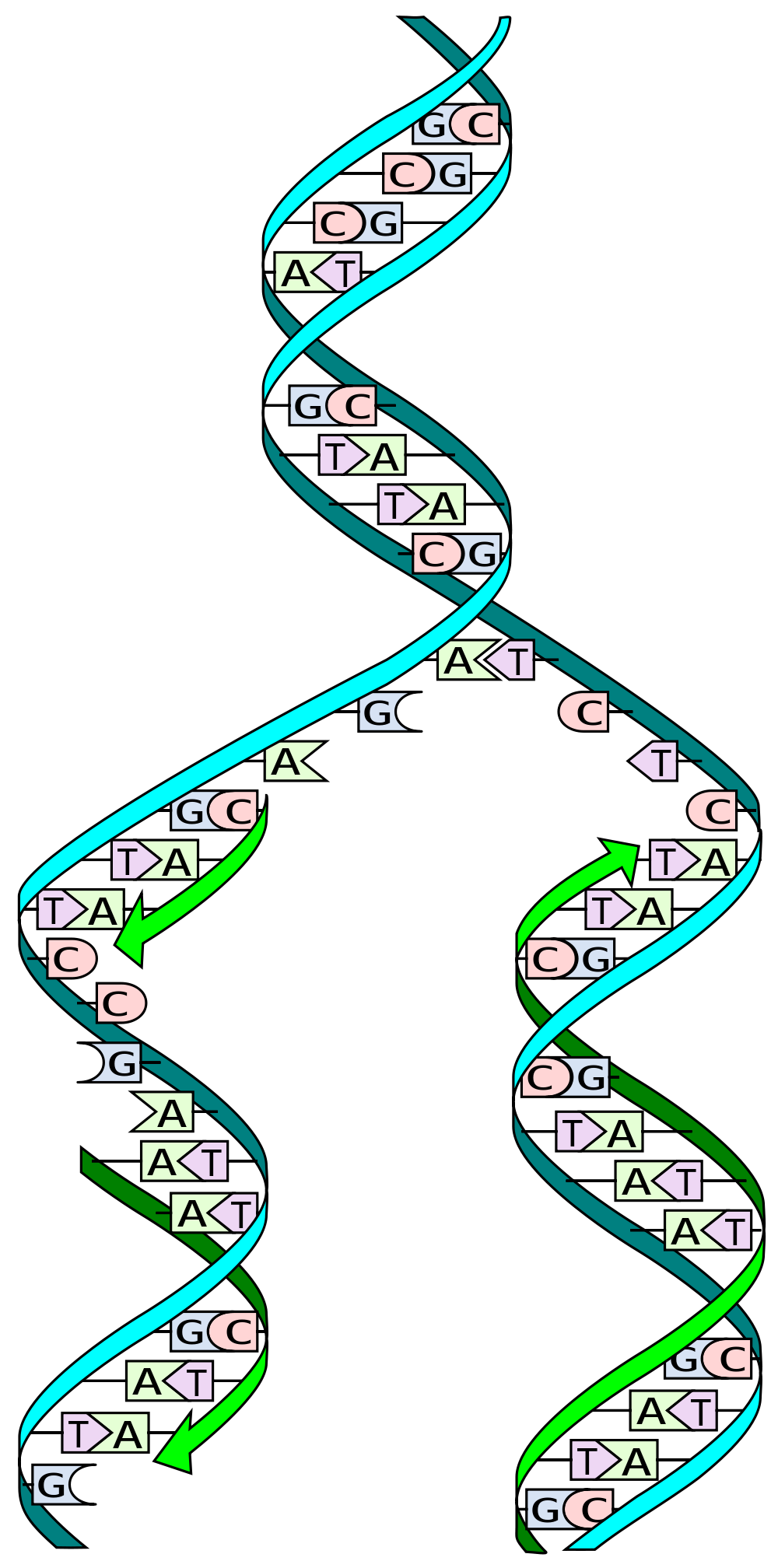 Tijdens 'replicatie' van het DNA worden de twee complementaire strengen van de 'dubbele helix' gescheiden, waarna nieuwe strengen opgebouwd worden door opeenvolgend de DNA letters toe te voegen - met een exacte kopie van de strengen van de 'dubbele helix' als gevolg.