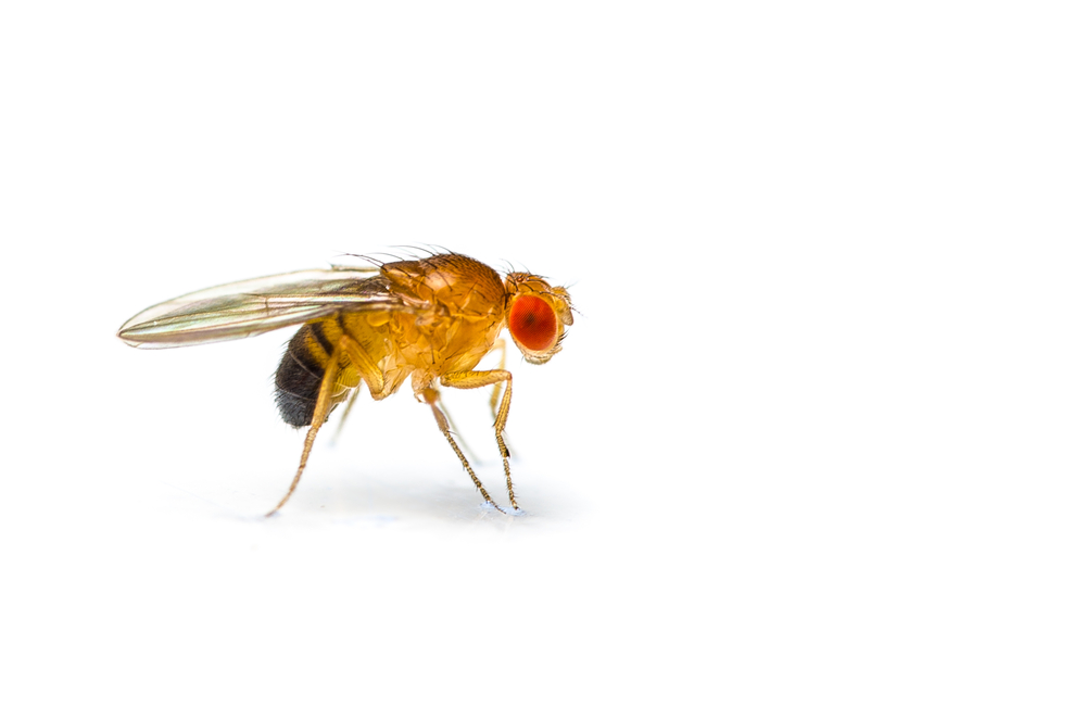 Dit onderzoek werd gedaan op fruitvliegen. Ze kunnen gemakkelijk genetisch gemanipuleerd worden maar kunnen ons niet echt iets vertellen over de ZvH bij mensen.
