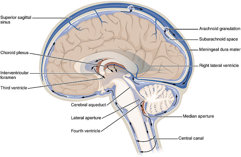 Het hersenvocht, cerebrospinal fluid of CSF circuleert door de hersenen.