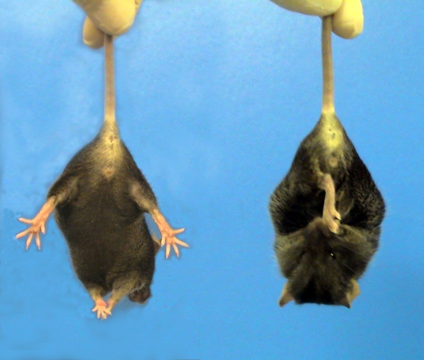 Een voorbeeld van het 'grijpen' van de ZvH model muizen in dit onderzoek - de muis rechts is een ZvH model muis, de linker muis is een gewone muis.