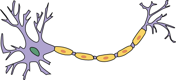 In deze cartoon zijn de "dendriten" van het neuron de fijne projecties links. De "soma" van het neuron is het belangrijkste orgaan van de cel (in paars hier). De lange draad die zich naar rechts projecteert is de "axon" van het neuron.