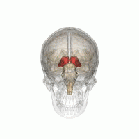De thalamus (in rood) ligt diep in het centrum van de hersenen en fungeert als een relaisstation voor berichten tussen hersendelen onderling.