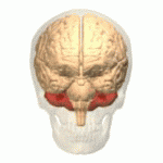 Het cerebellum of kleine hersenen (in rood) bevindt zich boven op de hersenstam. Het speelt een belangrijke rol in het verfijnen van bewegingen, en onlangs werden beschadigingen aangetoond bij ZvH patiënten.