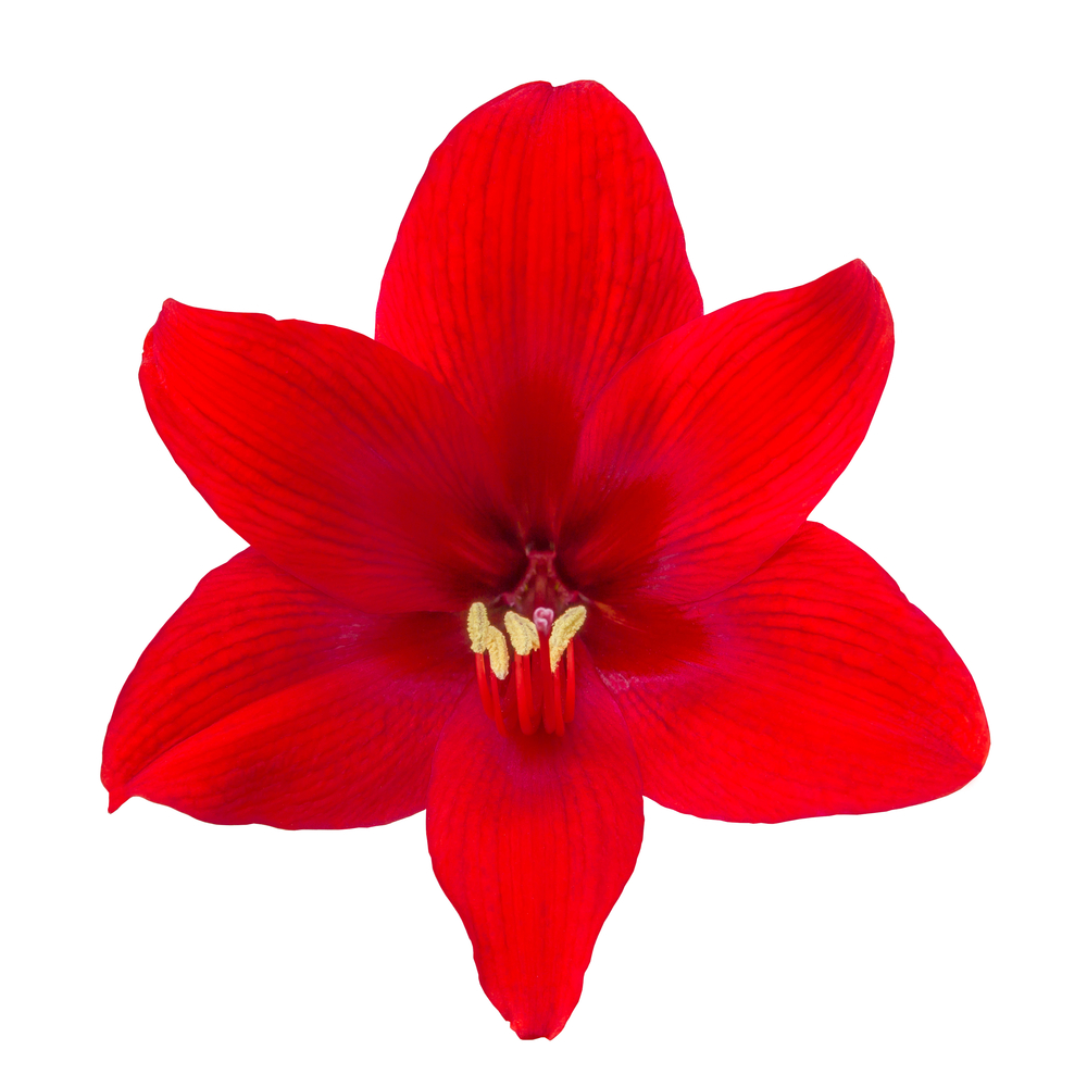 De amaryllis is wereldwijd het embleem van de ZvH-gemeenschap. Ondanks het negatieve resultaat blijven we doorvechten.