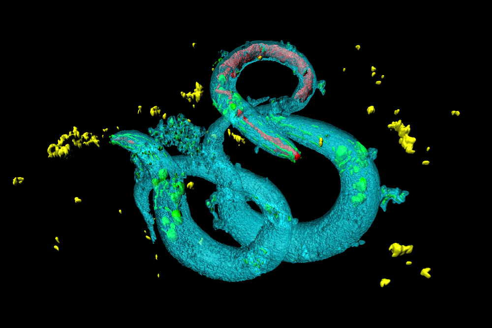 Het team van Mallucci identificeerde 2 topkandidaten uit proeven met meer dan duizend medicijnen in wormen die C elegans worden genoemd.