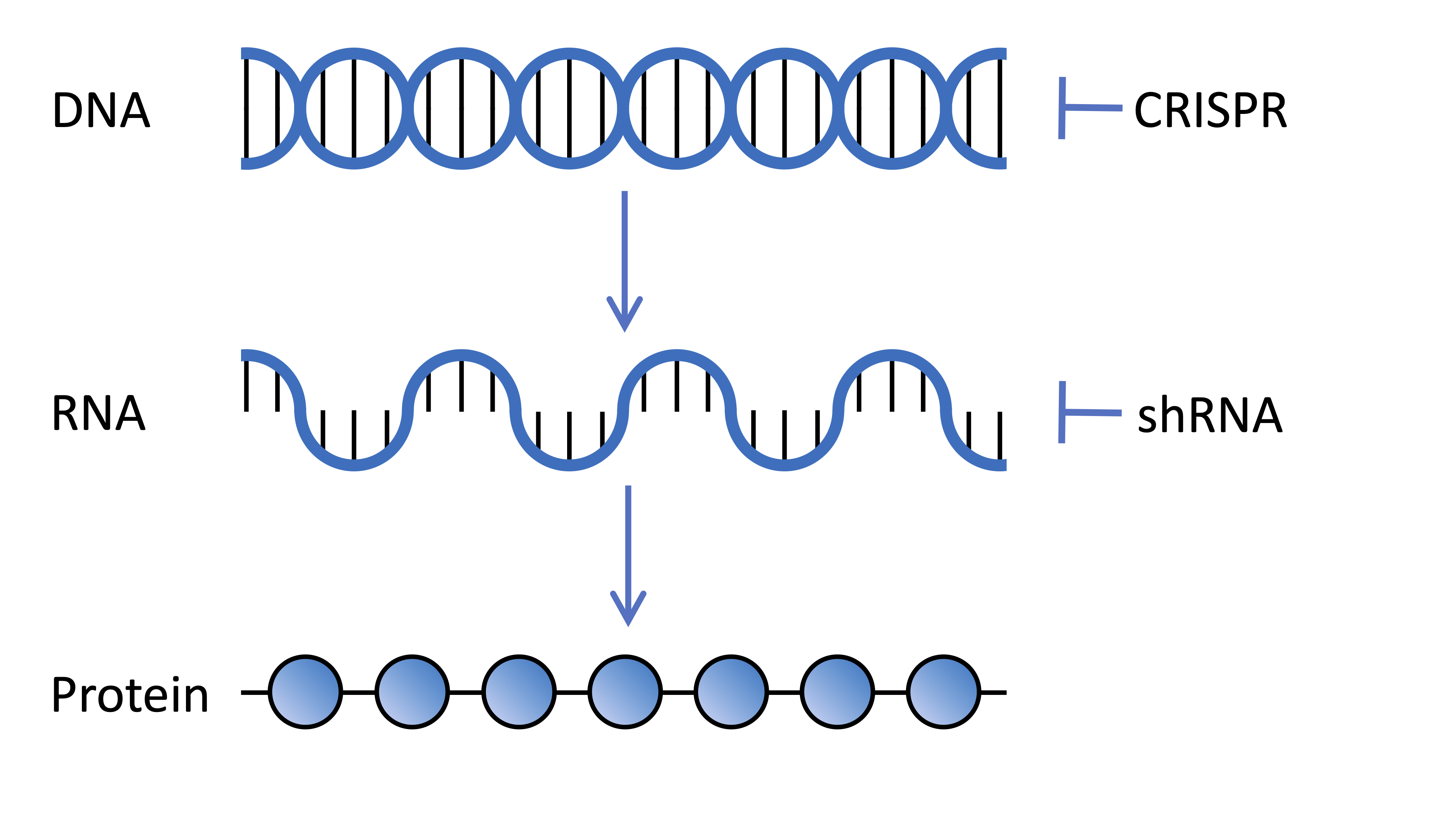 DNA codeert voor genen die worden gekopieerd in RNA en dat vertaald wordt eiwitten, de moleculen die dingen in onze cellen doen. CRISPR- en shRNA-technologieën die in genetische screenings worden gebruikt, kunnen de expressie van genen op DNA- en RNA-niveau respectievelijk veranderen