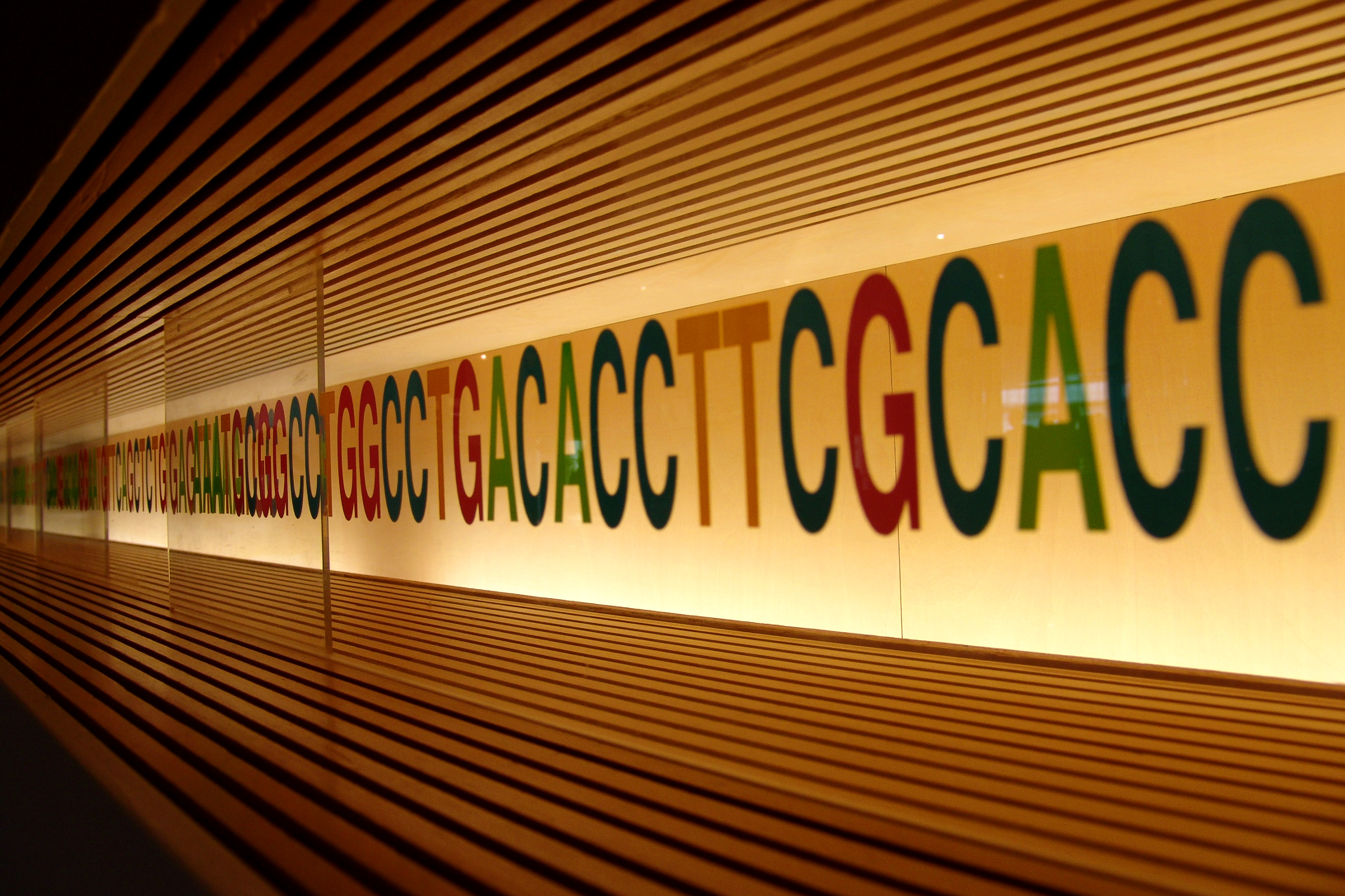 Onze genetische code bestaat uit de letters A, T, C en G, aaneengeregen in verschillende combinaties. Kleine veranderingen in deze code maken ieder van ons uniek, maar andere veranderingen kunnen leiden tot ziektes, zoals de ZvH.   
