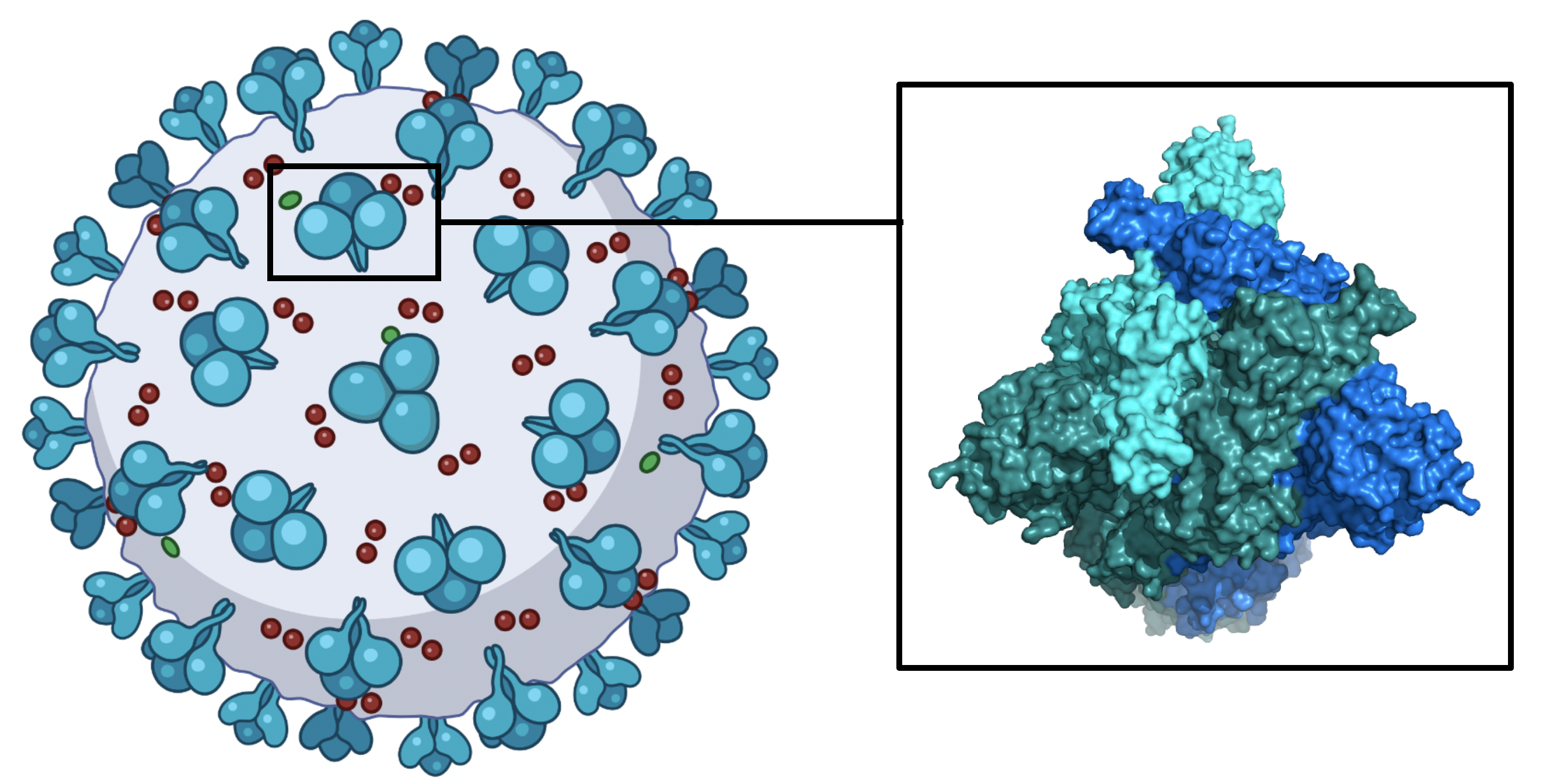 mRNA COVID-19 vaccins geven onze lichamen instructies om een ongevaarlijk fragment van het COVID-19 spike-eiwit, dat gevonden is op het oppervlak van het virus, aan te maken. Wanneer ons immuunsysteem dit Spike-eiwit tegenkomt, zal ons lichaam een immuunreactie ontwikkelen tegen dat eiwit. Dat houdt in dat als we besmet worden met COVID, we in staat zullen zijn om het te bestrijden.