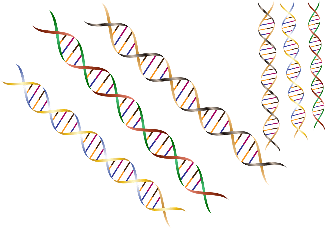 Genetische modificatoren zijn kleine variaties in de DNA-code die de oorzaak kunnen zijn van vervroegd optredende symptomen bij mensen met de ZvH