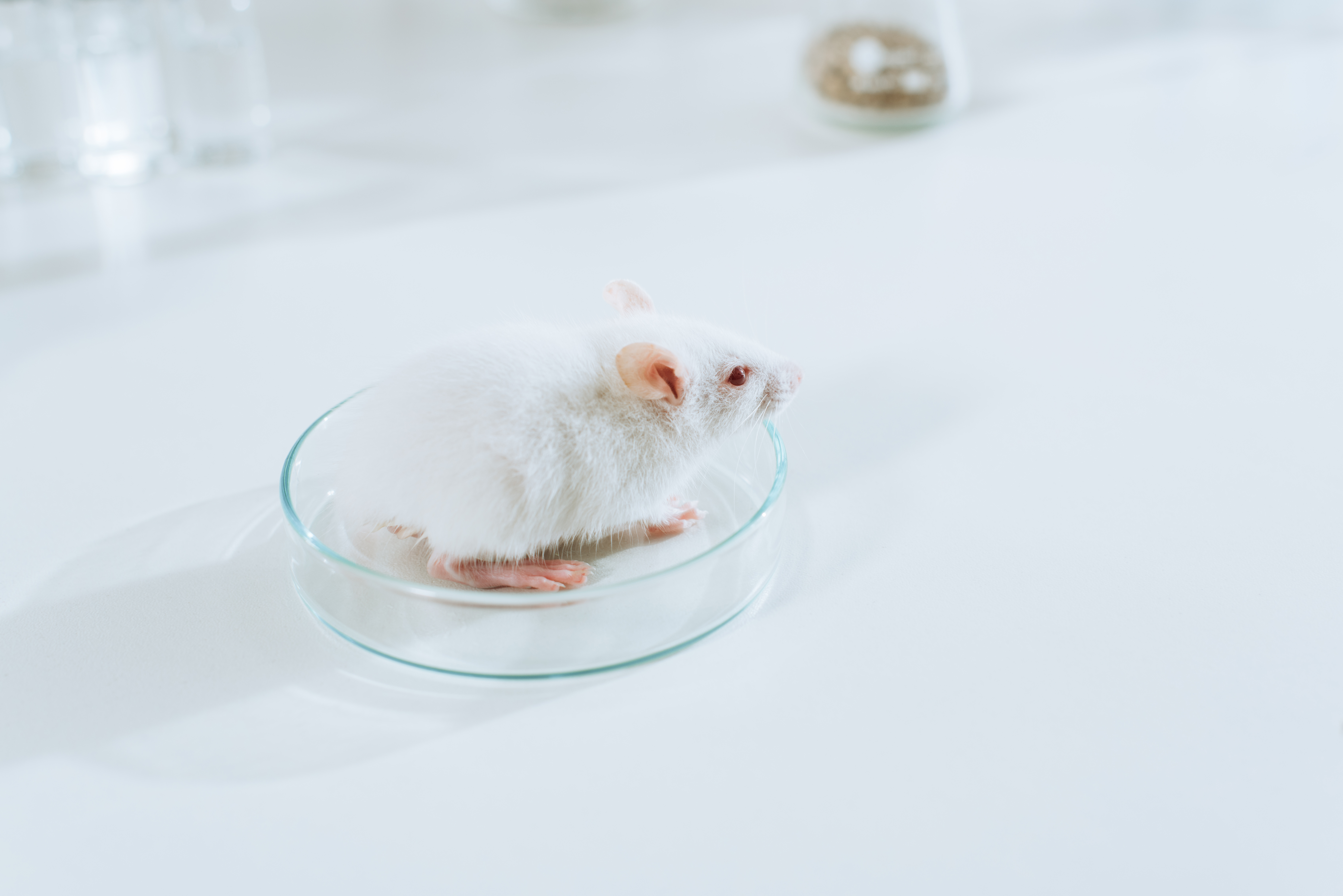 Dieren kunnen waardevol inzicht verschaffen in de ZvH, maar de enige manier om de veiligheid en efficiëntie van nieuwe behandelingen te testen, is door klinische proeven uit te voeren
