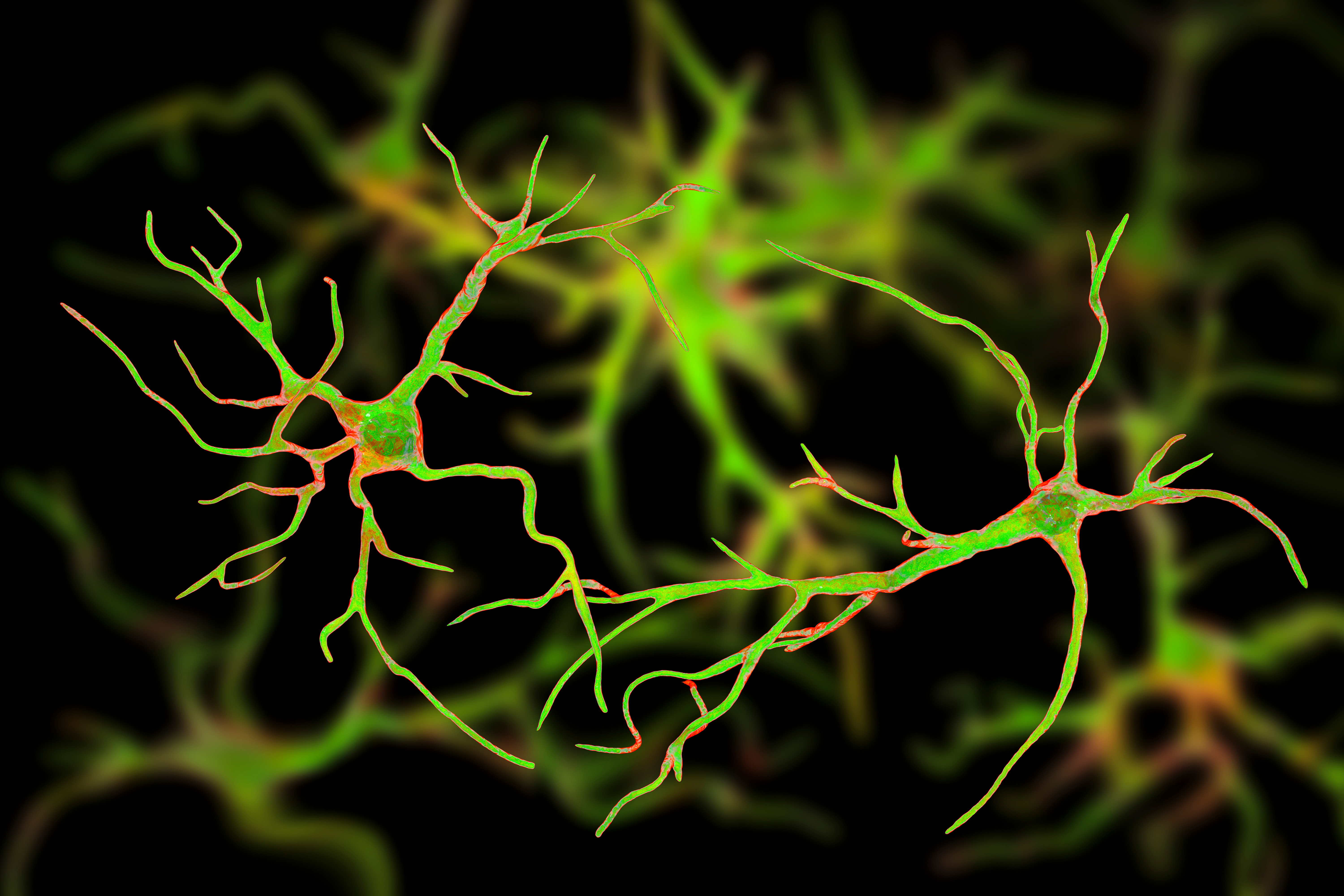 Verschillende soorten astrocyten kunnen zenuwcellen beschermen tegen schade. Het verlies van astrocyten kan bijdragen aan neurodegeneratie bij HD.