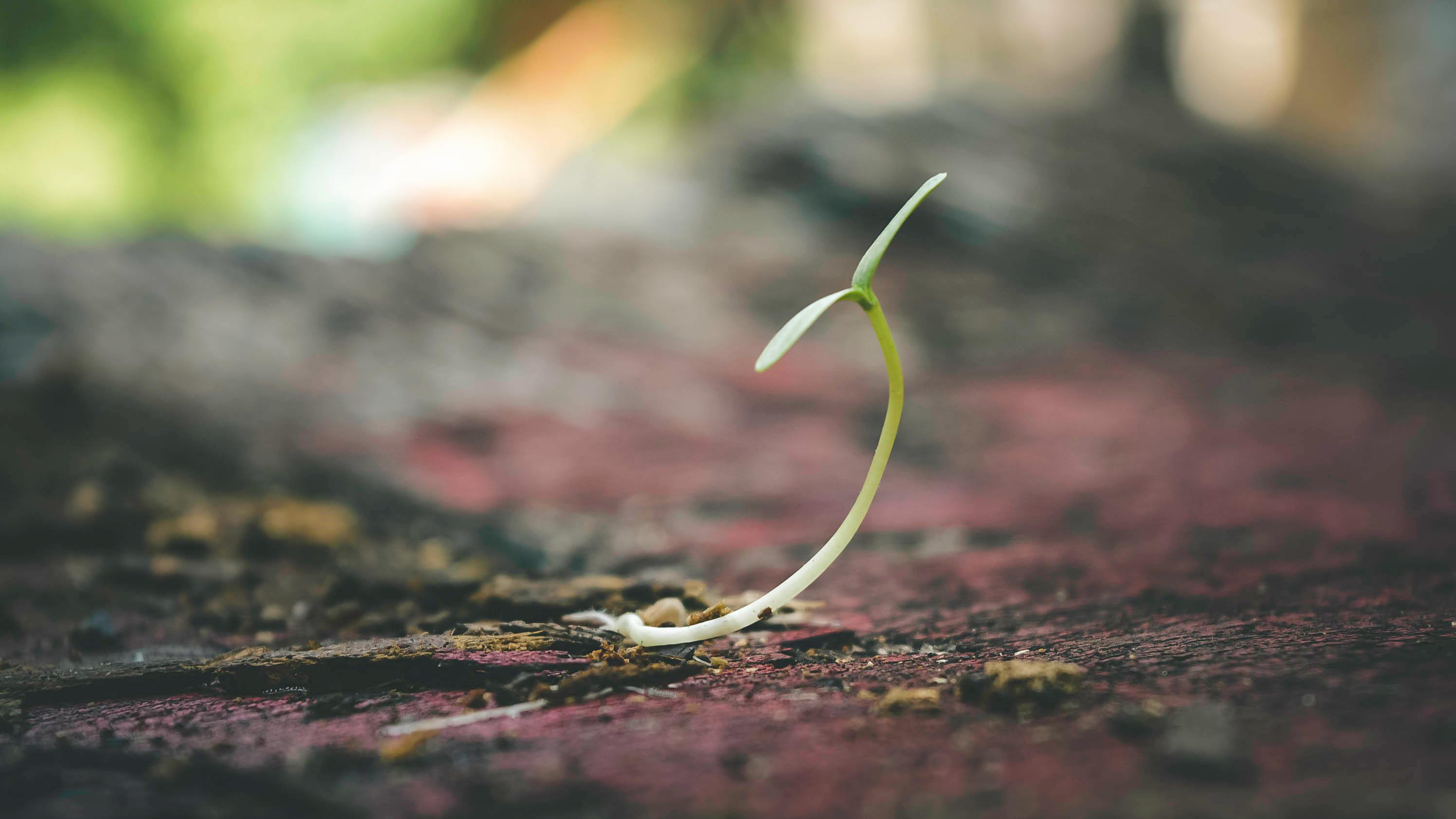 Aprilse grillen zorgen voor bloemen in mei. April bracht spannende studies. Onderzoeken zijn als zaadjes, ze kunnen uitmonden in doorbraken.