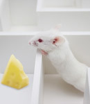 ZvH muizen hadden problemen met het zich herinneren van vertrouwde voorwerpen en routes. Het HDAC remmend geneesmiddel Trichostatin bood hiertegen bescherming.  