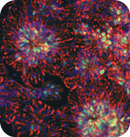 Stamcelneuronen maken de juiste verbindingen