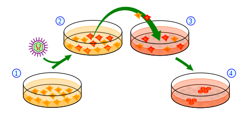 Overzicht van het proces van het maken van iPS cellen uit huidcellen. 1) Huidcellen worden in een schaal opgegroeid en behandeld met (2) genen die nodig zijn om ze in stamcellen te veranderen. (3) Een deel van de behandelde cellen zal een bericht ontvangen om geïnduceerde pluripotente stamcellen te worden (4).  
