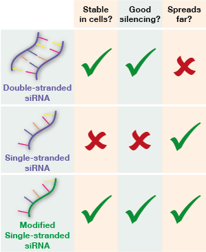 Enkel-streng siRNA medicijnen kunnen de uitschakelingskracht van dubbel-streng RNA combineren met de mogelijkheden van enkel-streng moleculen, om zich door het gehele brein te verspreiden.  