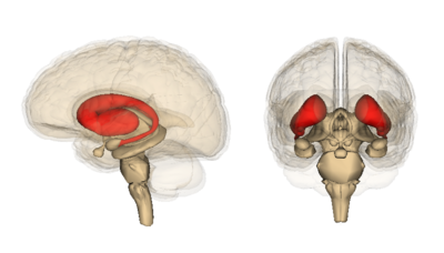 Het striatum, hier in rood weergegeven, is het hersengebied dat het snelste afneemt bij mensen met de ziekte van Huntington. De cortex, bron van het andere celtype dat bestudeert werd door Finkbeiners groep, is het rimpelige gebied aan de buitenkant van de hersenen .   