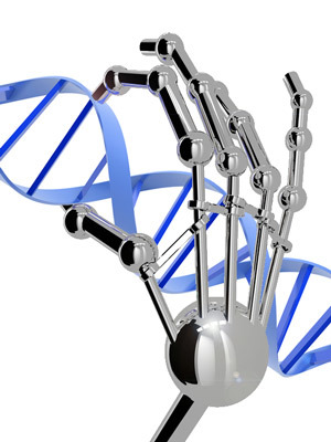 Zinkvingers kunnen worden ontworpen om zich aan elke DNA-volgorde vast te plakken. Ze zien er niet echt uit als een robot hand, natuurlijk....  