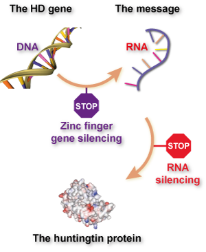 Het verschil tussen zinkvinger en 'traditionele' RNA-gerichte genuitschakeling uitgelegd. Zinkvingers voorkomen dat er RNA gemaakt wordt door zich aan DNA vast te plakken, terwijl technieken zoals RNA interferentie (RNAi) of anti-sense oligonucleotiden (ASO's) voorkomen dat het eiwit gemaakt wordt, door zich aan RNA te plakken.  