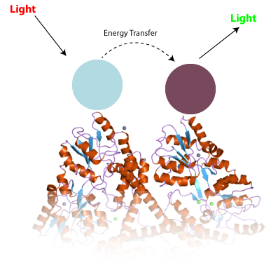 Het principe van TR-FRET. Twee verschillende anti-lichamen (blauw en paars) geplakt aan een eiwit zoals huntingtine werken op elkaar in om de eigenschappen van licht te veranderen op een manier die meetbaar is.  