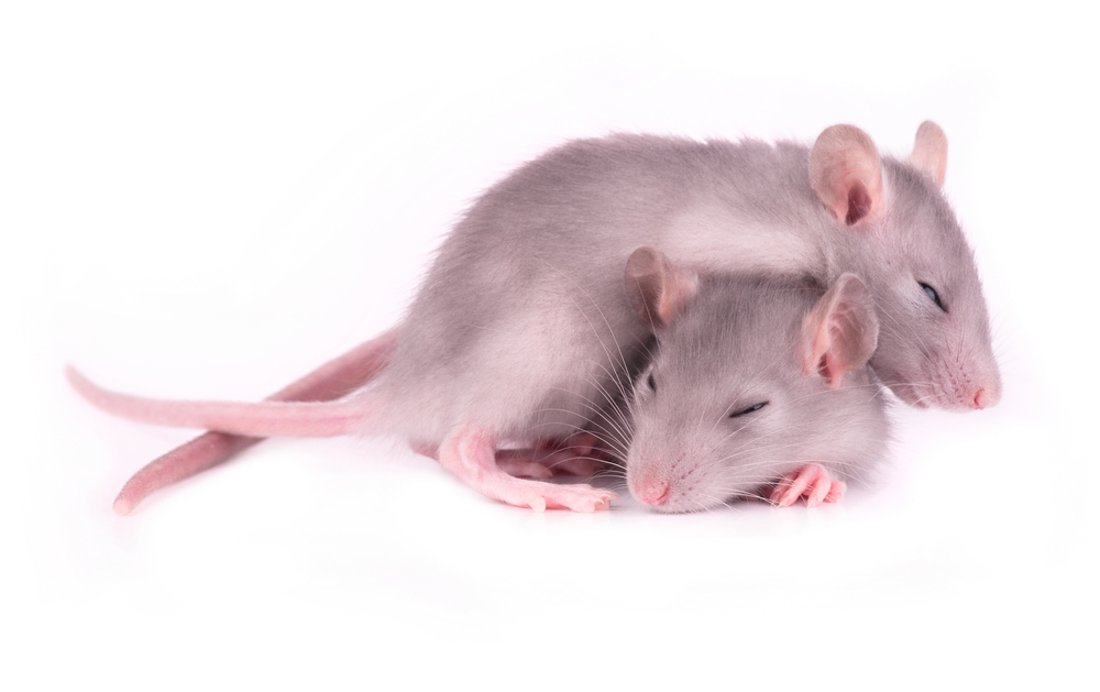 Studies met muis-modellen hebben ons geholpen slaapproblemen beter te begrijpen bij ZvH-patiënten. Het is bemoedigend dat het herstel van de normale slaap bij ZvH-muizen  hun denkprestaties verbeterde.  