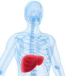 Veranderingen in de levers van ZvH patiënten suggereren dat er meer ‘heel het lichaam’ onderzoek nodig is.