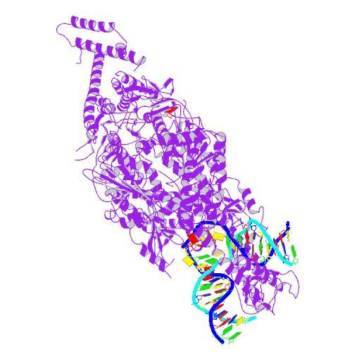 De MSH familie van eiwitten (paars) tast het dubbel-strengs DNA af, op zoek naar fouten.  