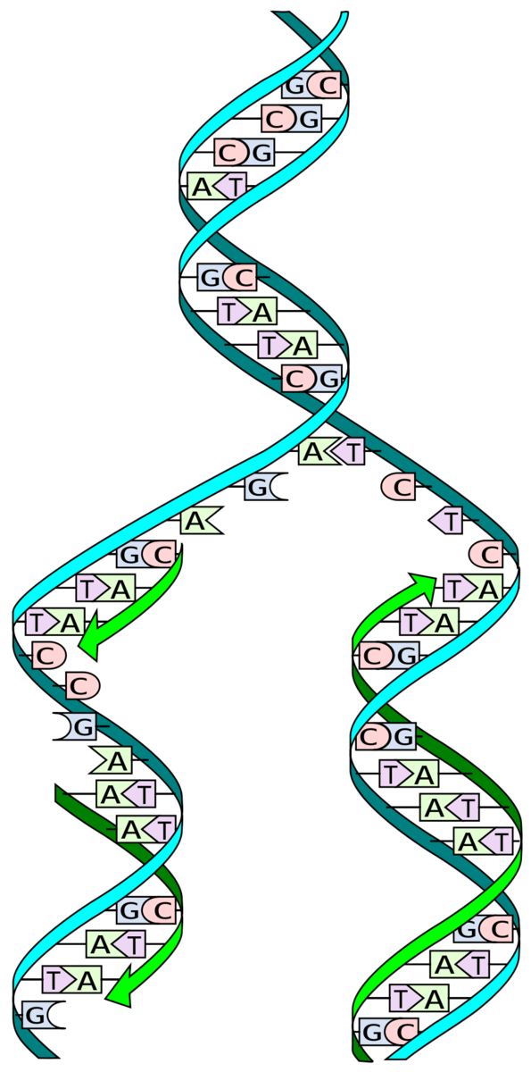 Tijdens 'replicatie' van het DNA worden de twee complementaire strengen van de 'dubbele helix' gescheiden, waarna nieuwe strengen opgebouwd worden door opeenvolgend de DNA letters toe te voegen - met een exacte kopie van de strengen van de 'dubbele helix' als gevolg.  