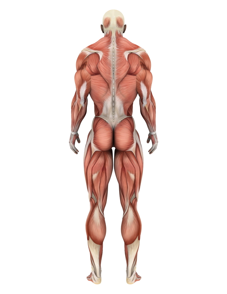 De spieren in het lichaam bestaan uit vezels, die bij mensen de ZvH wellicht sneller prikkelbaar zijn. Zou dit kunnen bijdragen aan de motorische symptomen?  