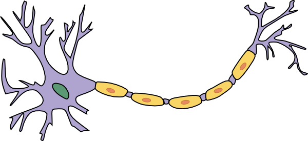In deze cartoon zijn de "dendriten" van het neuron de fijne projecties links.  De "soma" van het neuron is het belangrijkste orgaan van de cel (in paars hier).  De lange draad die zich naar rechts projecteert is de "axon" van het neuron.  