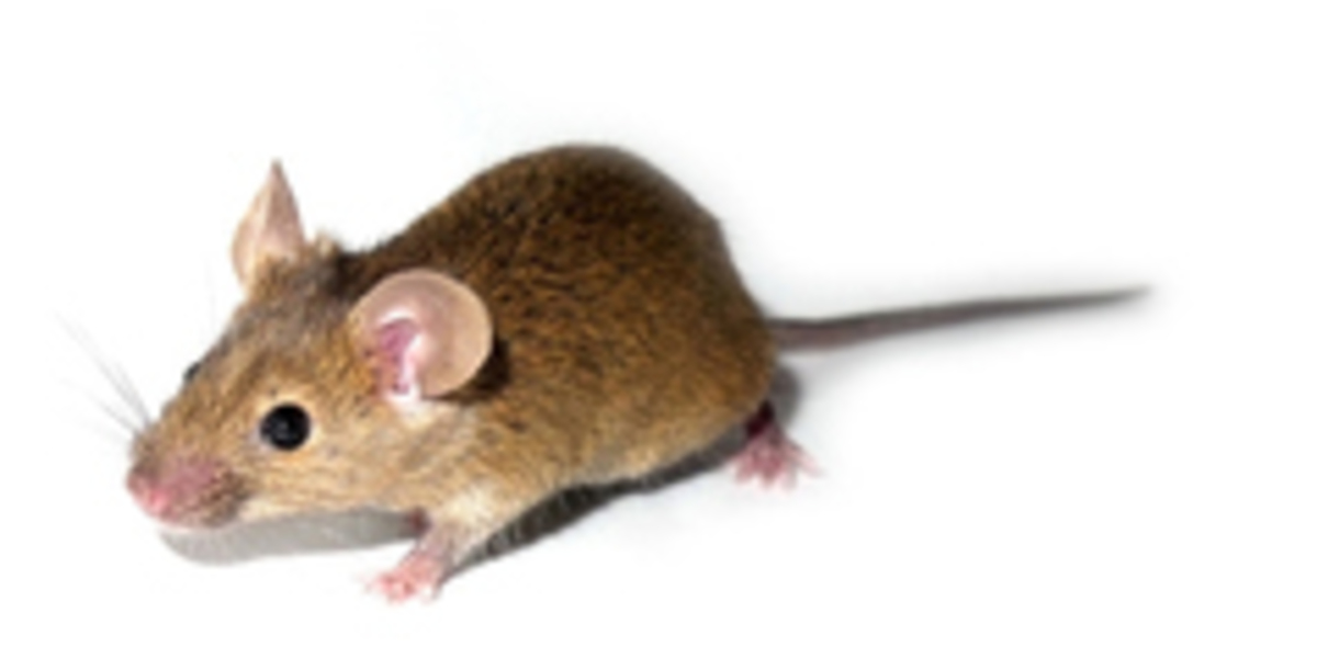 ZvH muizen brengen een nuttige mislukking