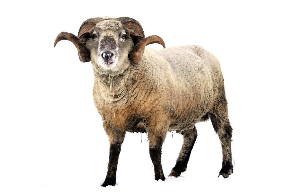 Veel laboratoriumtesten zijn nodig voordat GM1 van schapen kan worden uitgetest in mensen met de ZvH   
